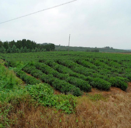 <b>供应地瓜藤 优质动物粗饲料 地瓜蔓 干牧草 生物</b>